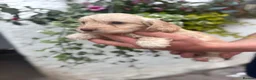 Cockapoo dogs for sale: Stunning F1 Cockapoos  - Advert 5