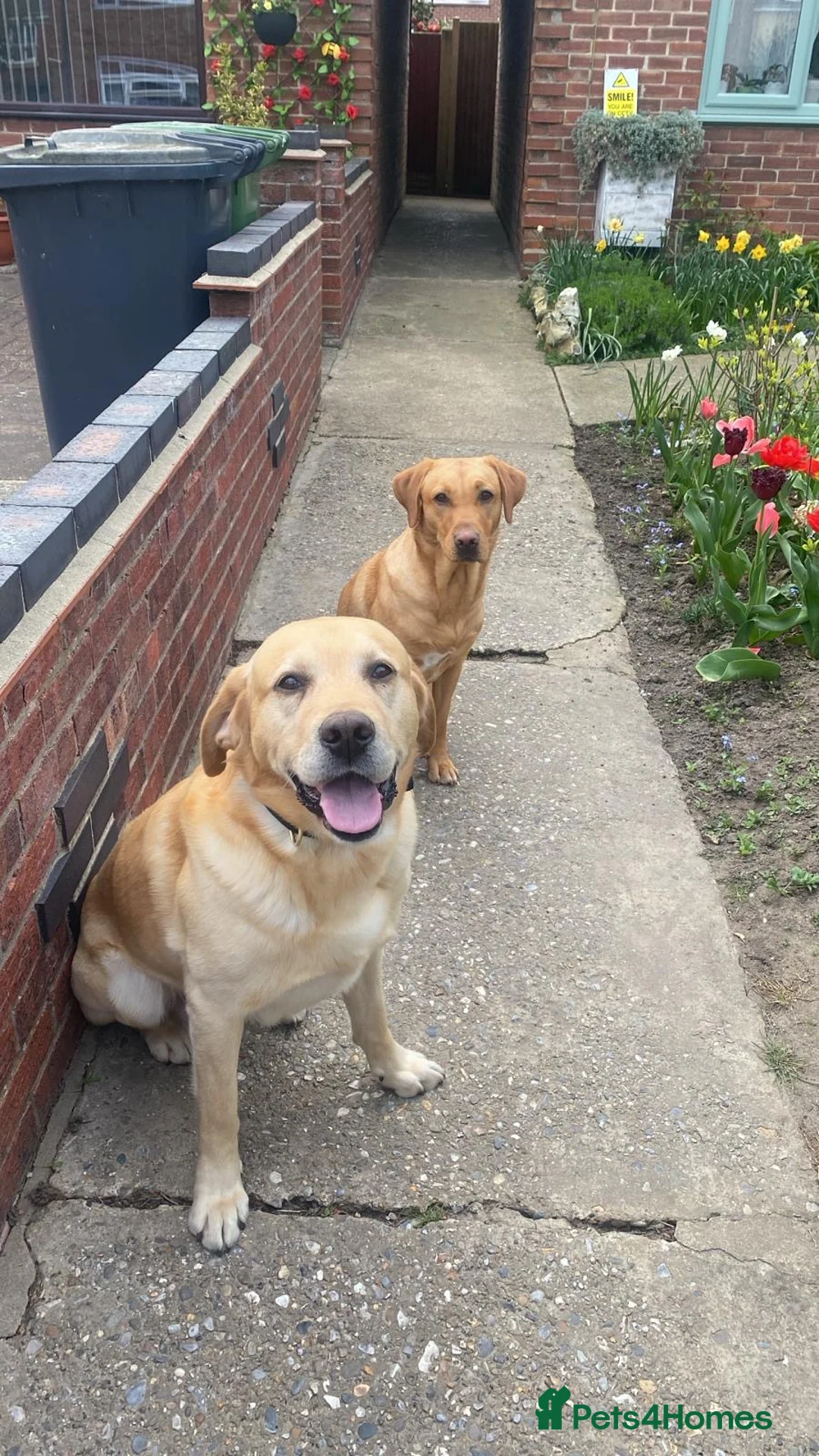 Labrador Retriever dogs for sale: * SOLD * Stunning litter of 9 golden labradors  - Advert 9