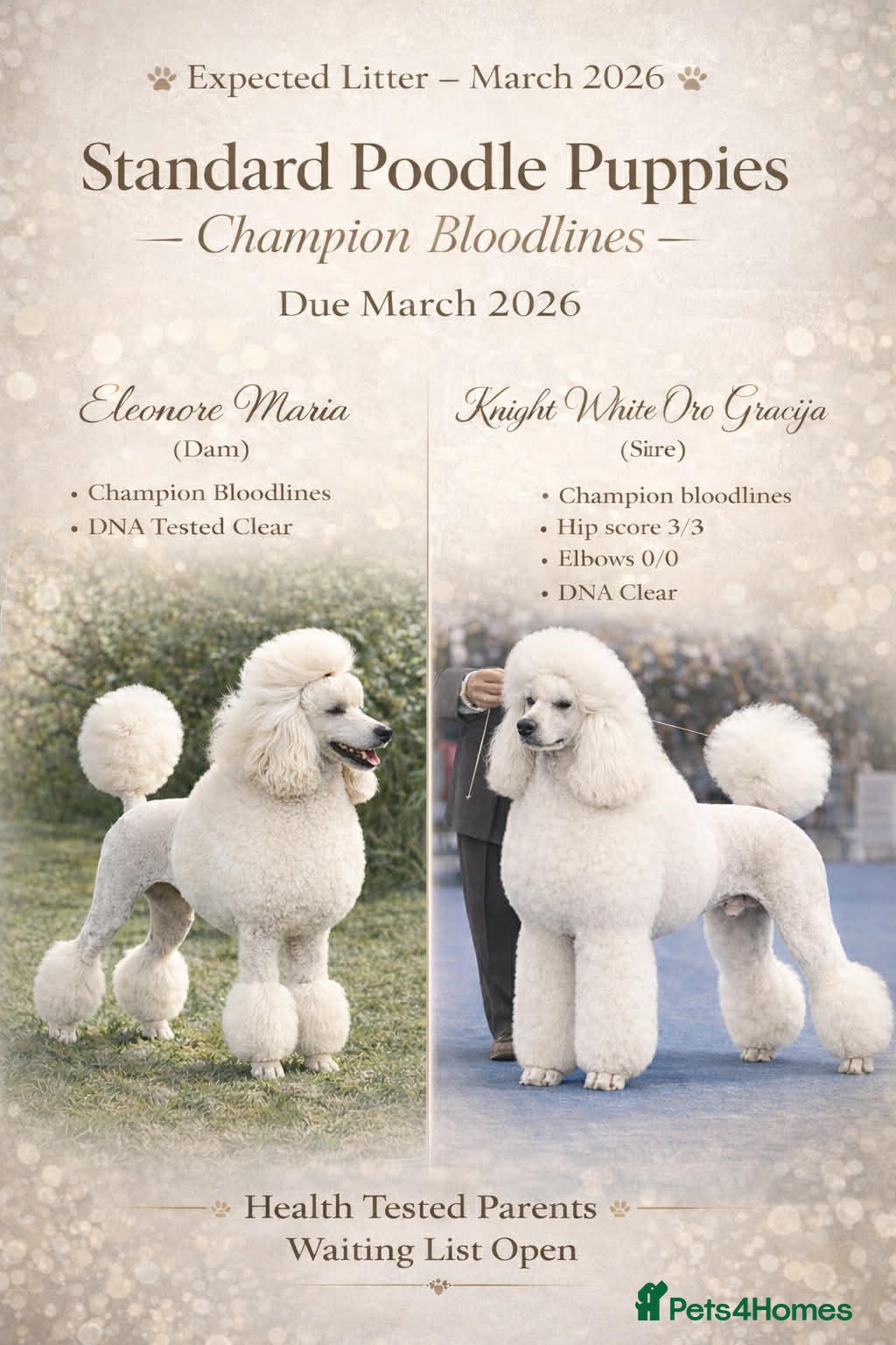 Standard Poodle dogs for sale: 💎 Champion Bloodlines Standard Poodle Puppies 🐩 - Advert 1