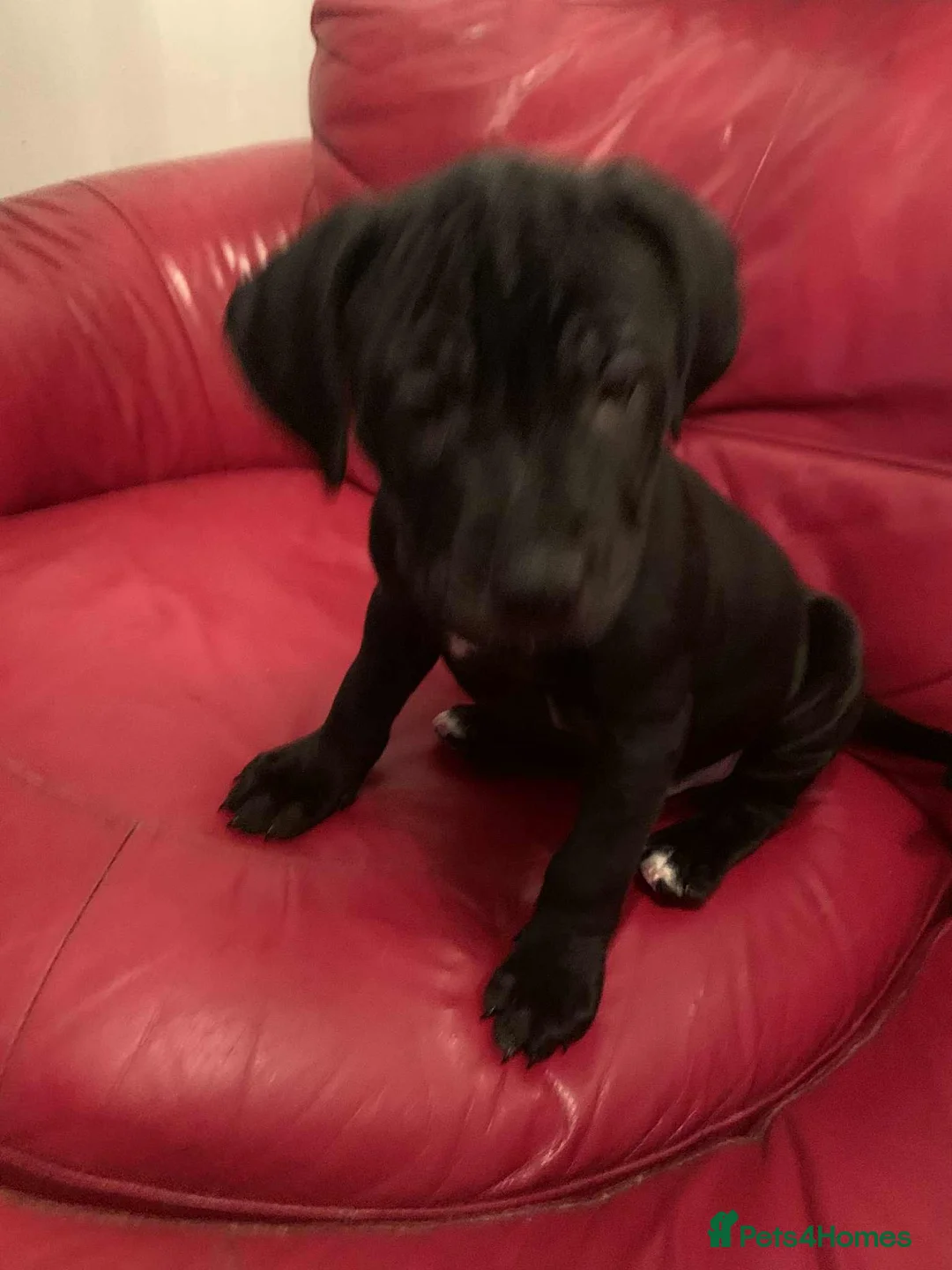 Mixed Breed dogs for sale: Cane corso x staff  - Advert 2