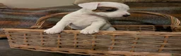 Jack Russell dogs for sale: Traditional Jack Russell terrier pups in Whitchurch - Advert 26