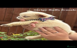 French Bulldog dogs for sale: Beautiful small build fluffy/fluffy carrier french - Image 9