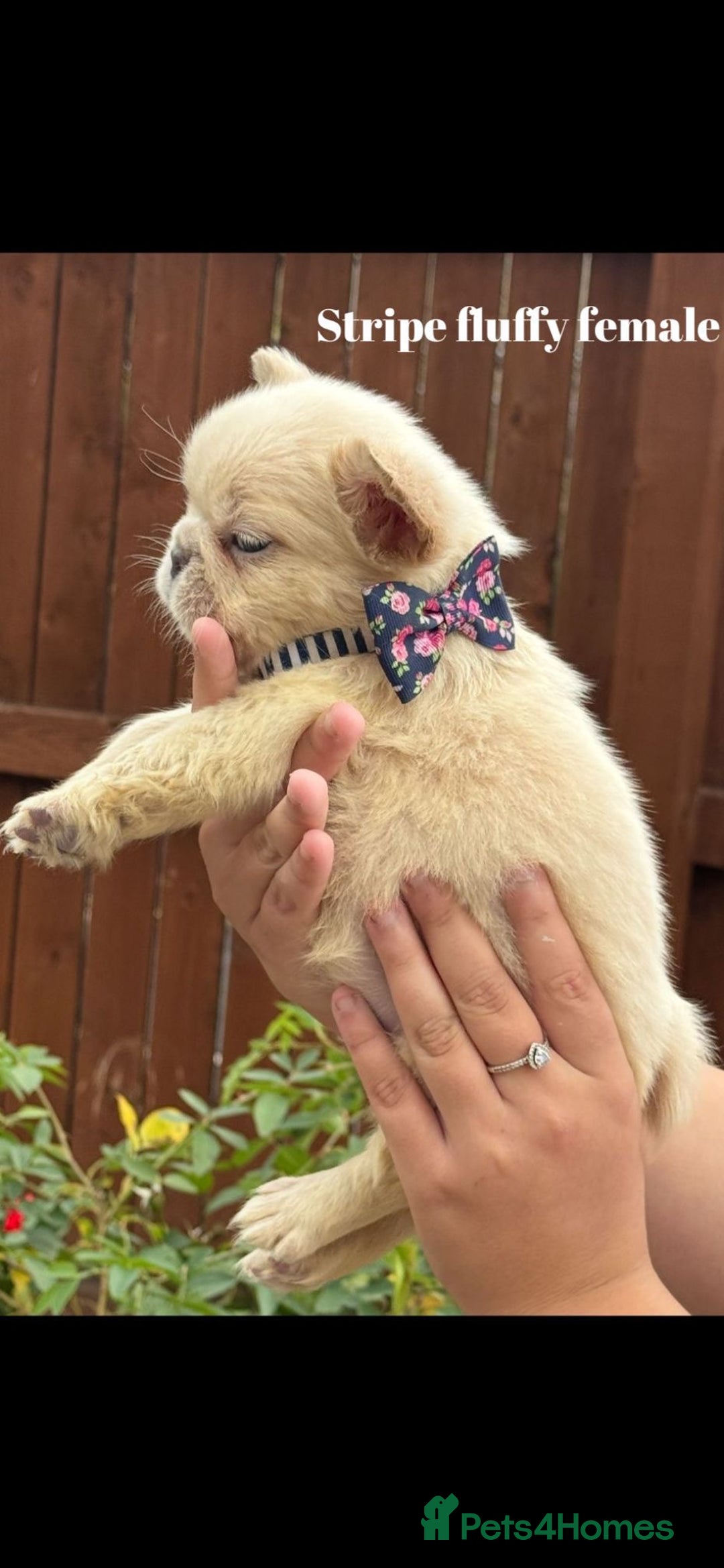French Bulldog dogs for sale: Beautiful small build fluffy/fluffy carrier french - Image 9