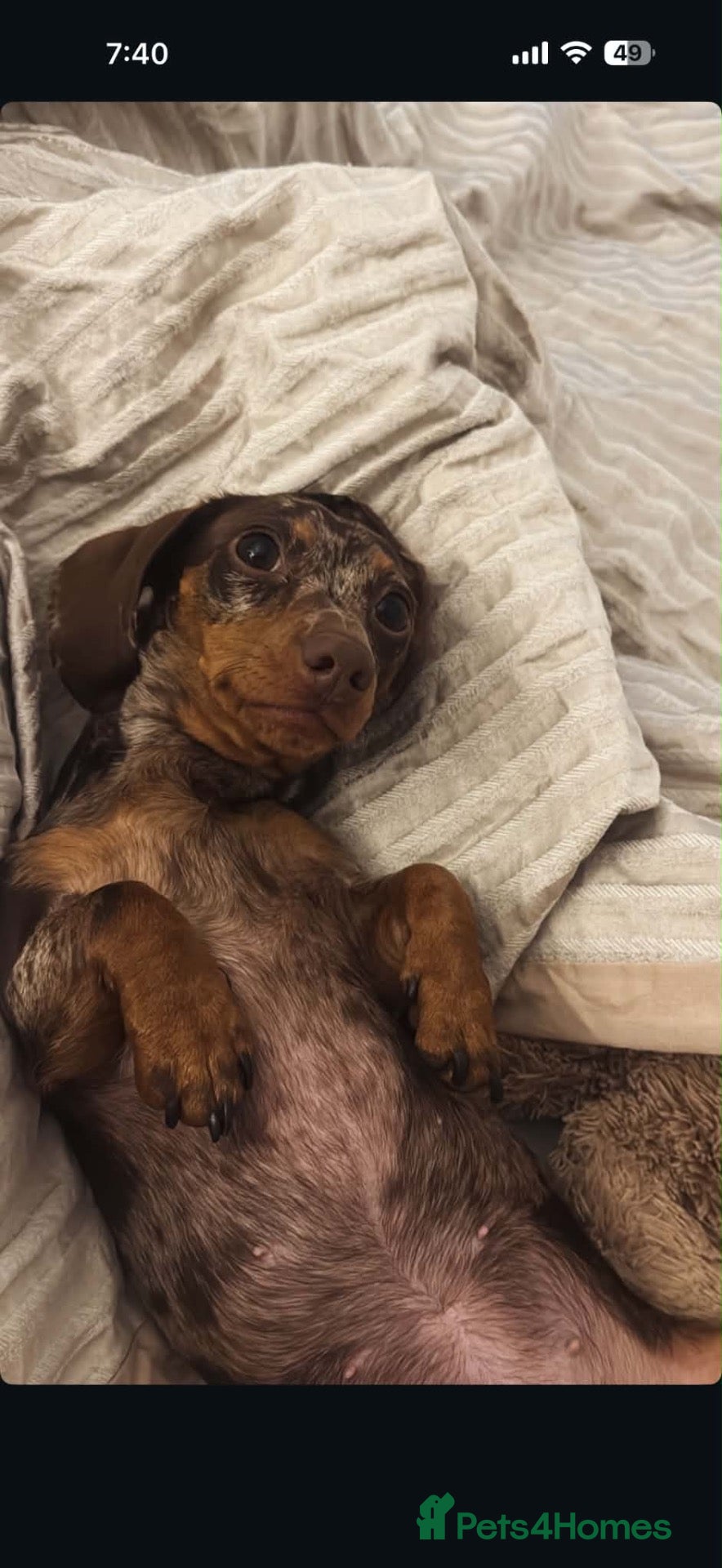 Miniature Dachshund dogs A pair 1 year old miniature dachshund with papers  - Advert 2