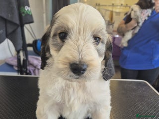 Cockapoo dogs Cockapoo Puppies - Advert 5