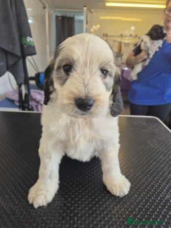 Cockapoo dogs Cockapoo Puppies - Advert 1