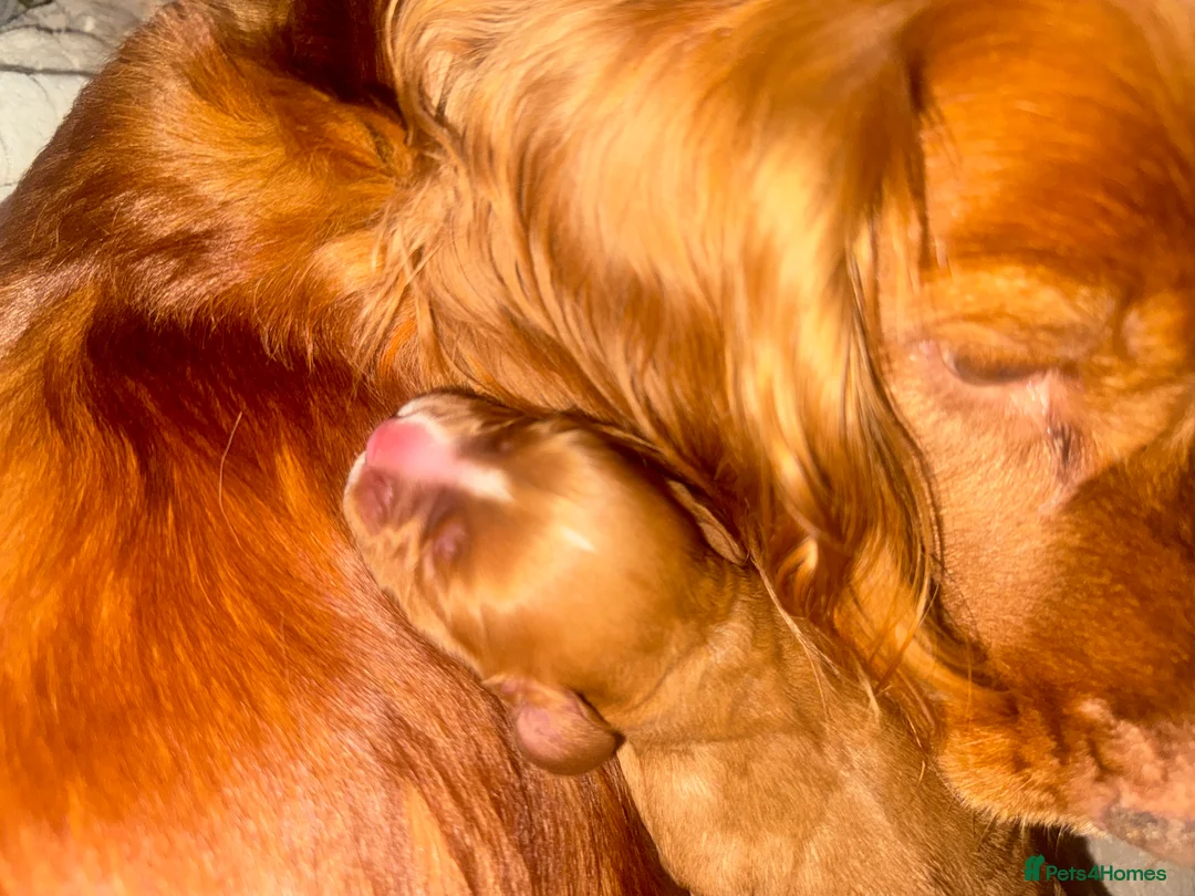 Cocker Spaniel dogs for sale: KC COCKER SPANIELS  - Advert 18