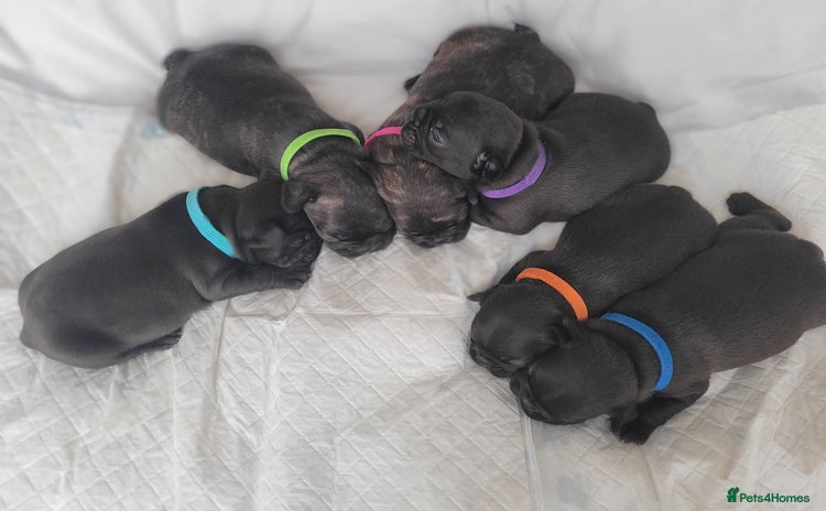 French Bulldog dogs - Advert 1
