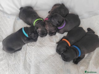 French Bulldog dogs - Advert 20