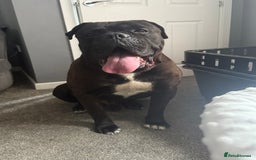 Cane Corso dogs for sale: Beautiful cane corso protection trained - Image 1