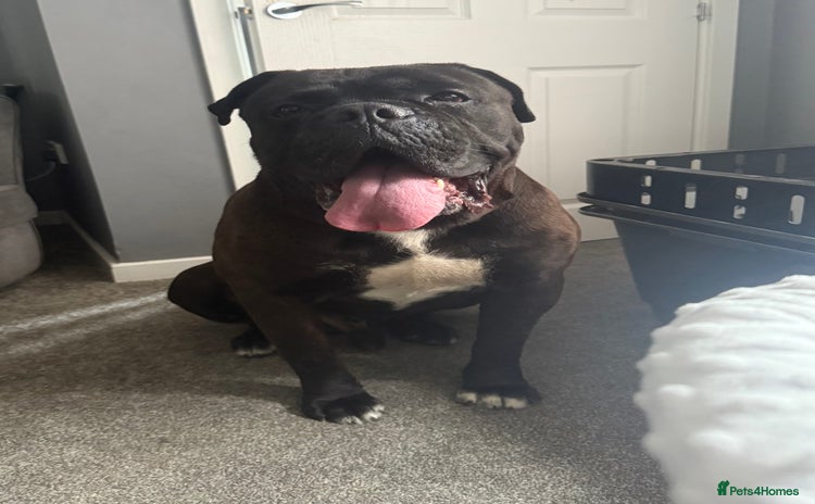 Cane Corso dogs - Advert 1