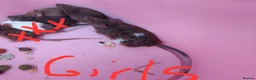 Mouse rodents for sale: Gorgeous friendly mice  - Advert 2