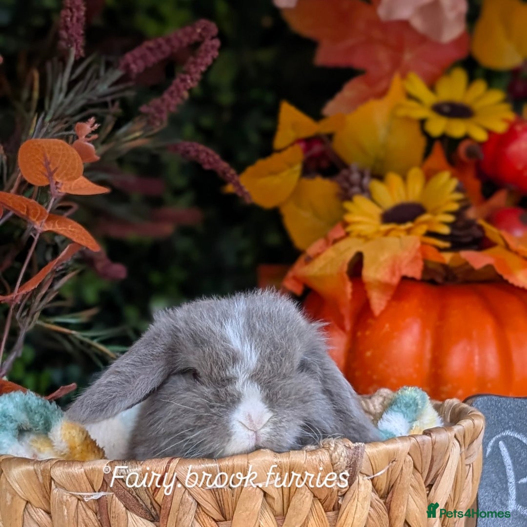 Mini Lop rabbits for sale: Mini lops  - Image 5