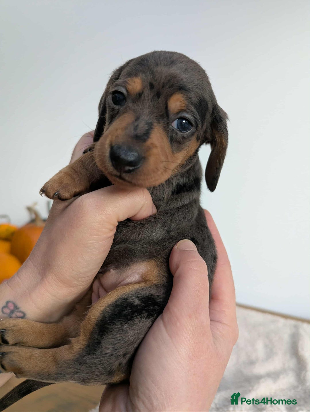 Miniature Dachshund dogs for sale: Miniature dachshund  - Image 2