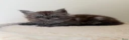 Maine Coon cats for sale: Pedigree TICA Champion Russian import line MCO - Advert 1