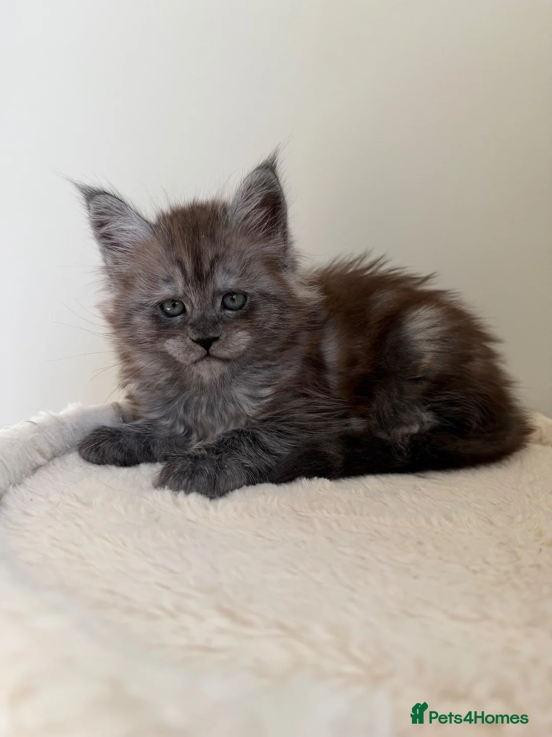 Maine Coon cats for sale: Pedigree TICA Champion Russian import line MCO - Advert 1