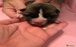 Akita dogs for sale: Akitas  - Image 2