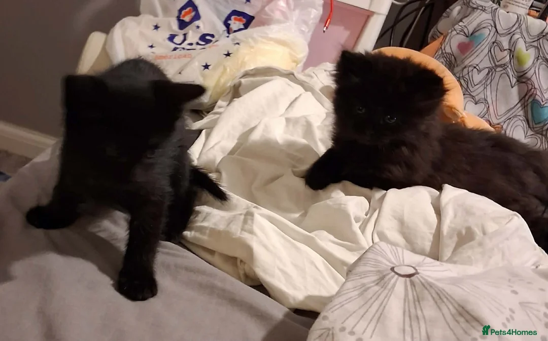 Mixed Breed cats for sale: Male and female black kittens  - Advert 7