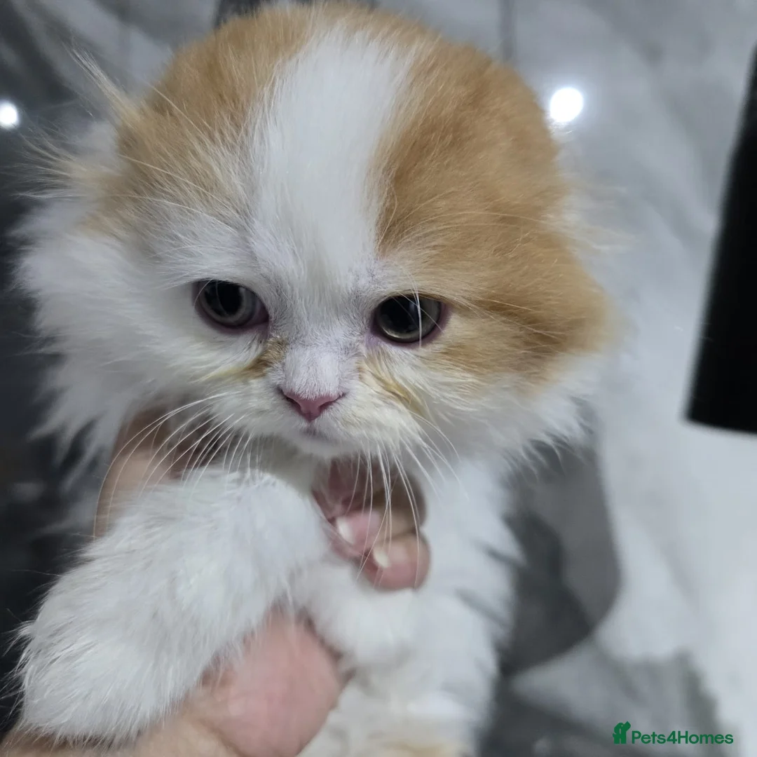 Scottish Fold cats for sale: One wee Wonder seeking mum or dad - Advert 2