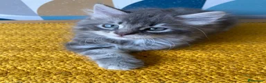 Domestic Shorthair 1