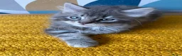 Domestic Shorthair cats for sale: Domestic possible longhaired kittens  - Advert 2