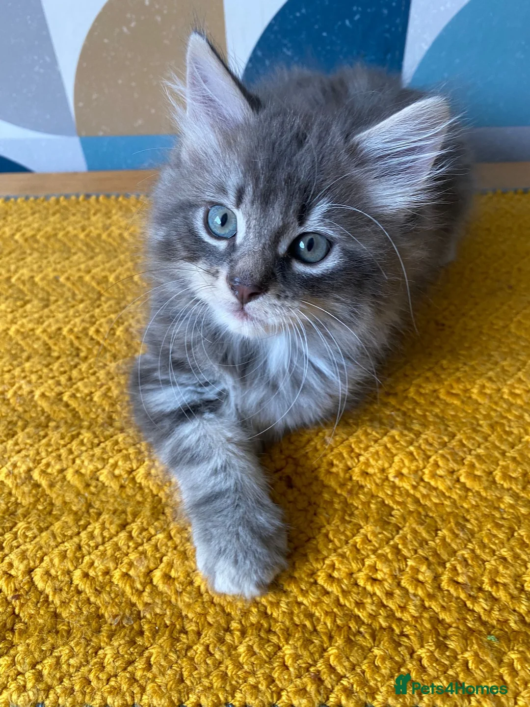 Domestic Shorthair cats for sale: Domestic possible longhaired kittens  - Advert 2