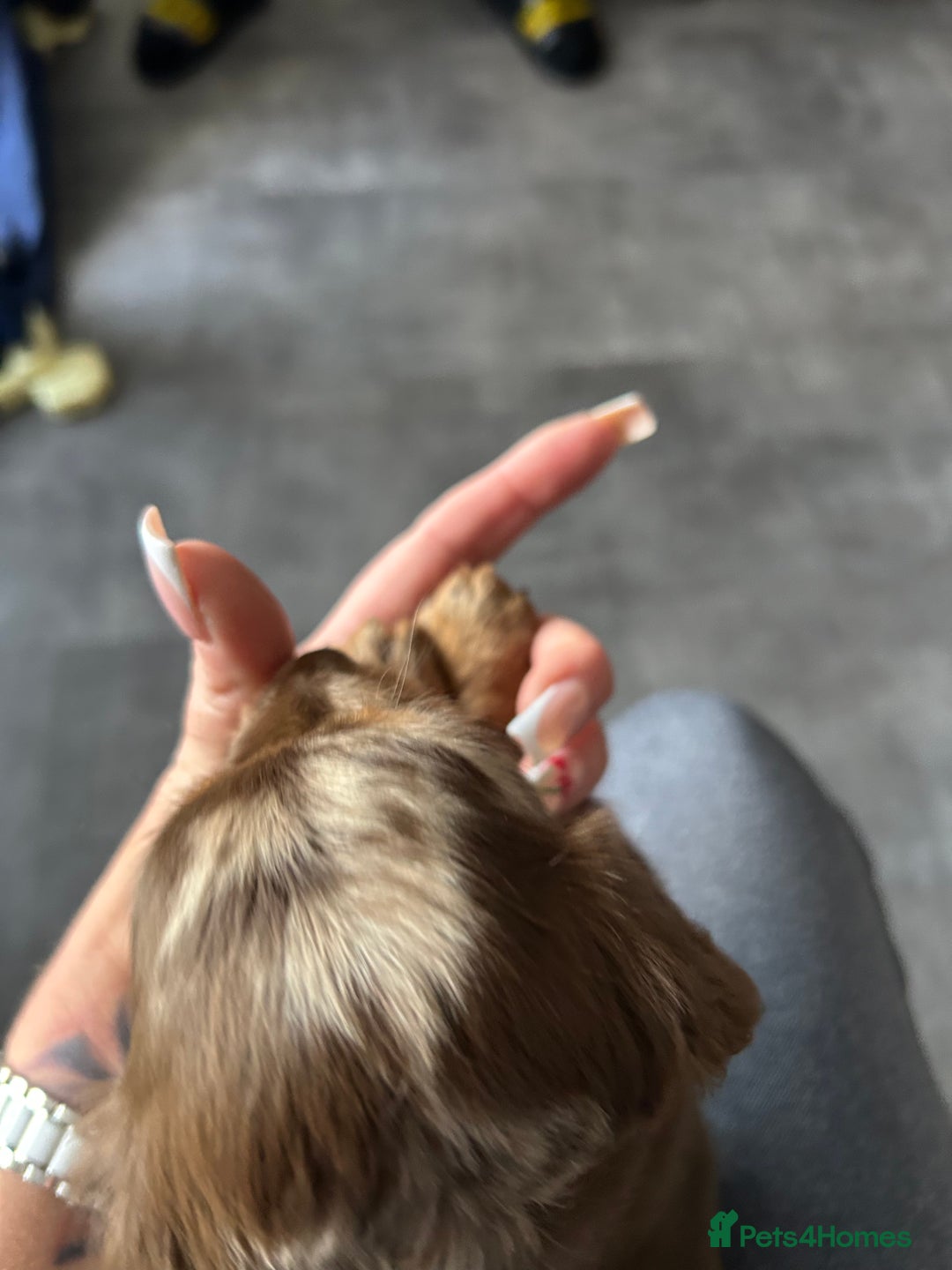 Miniature Dachshund dogs for sale: Chocolate Tan/dapple Miniature Dachsund - Image 38
