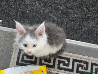 Maine Coon cats STUNNING MAINE COON KITTENS - Advert 17