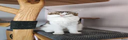 Maine Coon cats for sale: Jasmine TitaniumCat - last girl  - Advert 2