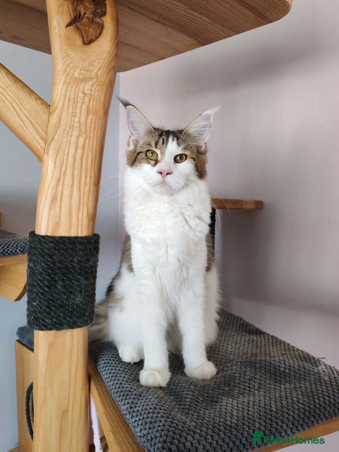 Maine Coon cats for sale: Jasmine TitaniumCat - last girl  - Advert 2