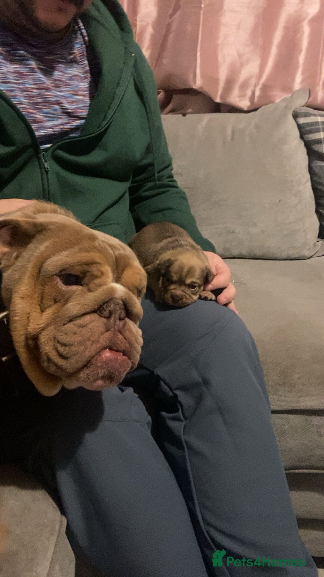 Mixed Breed dogs for sale: Only 2 beautiful girl pups left - Advert 6