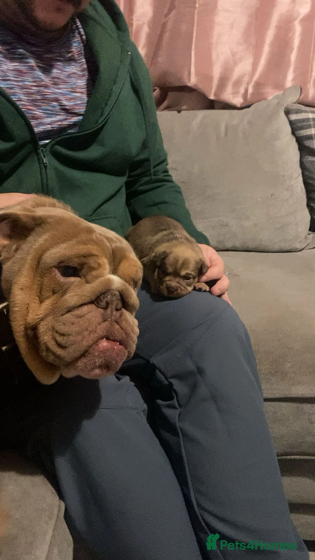 Mixed Breed dogs for sale: *REDUCED*Only 2 beautiful girl pups left - Advert 6