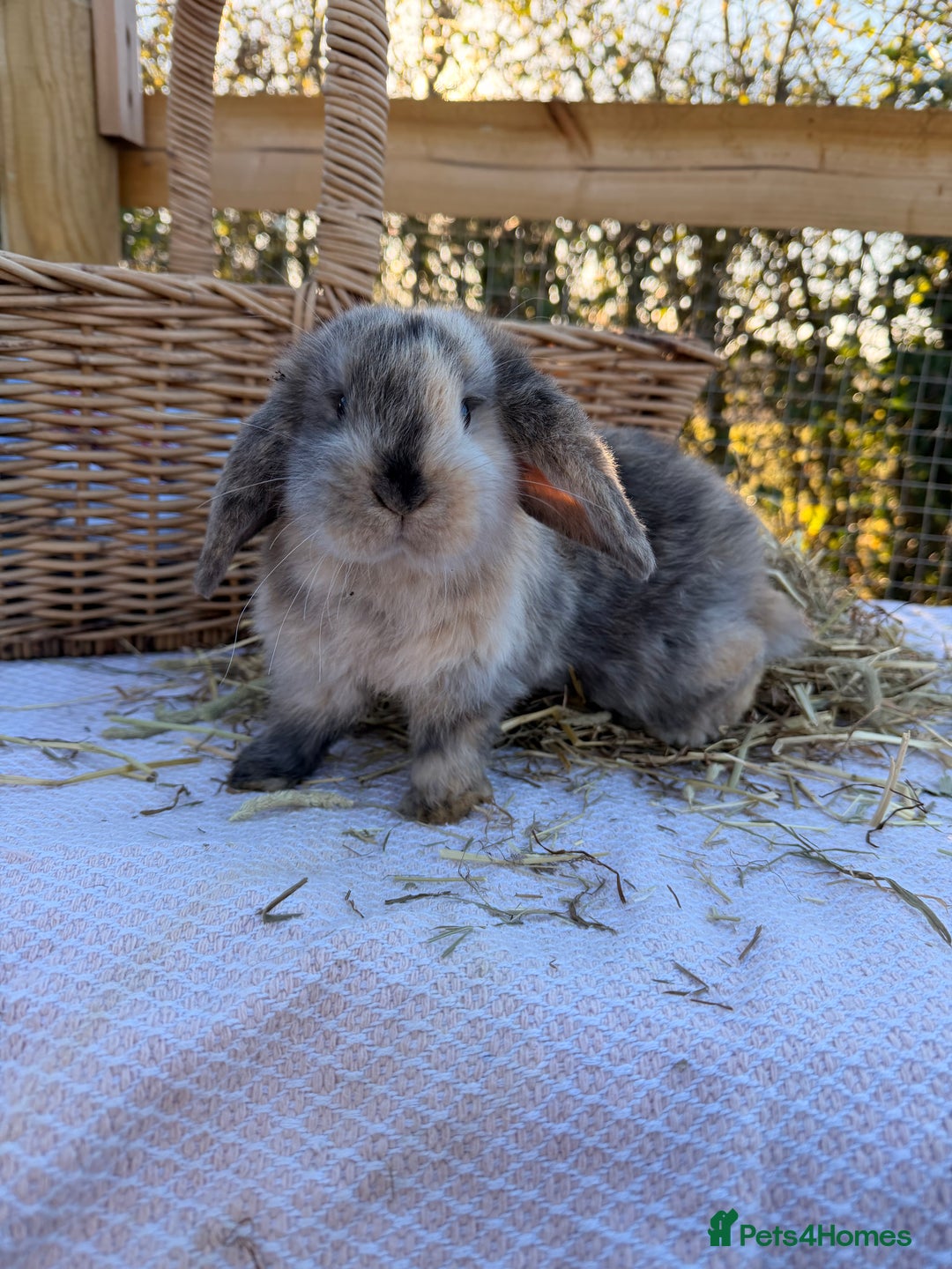 Mini Lop rabbits for sale: Mini Lop bunnies  - Advert 21