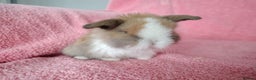 Mini Lop rabbits for sale: Baby mini lops for sale  - Advert 4