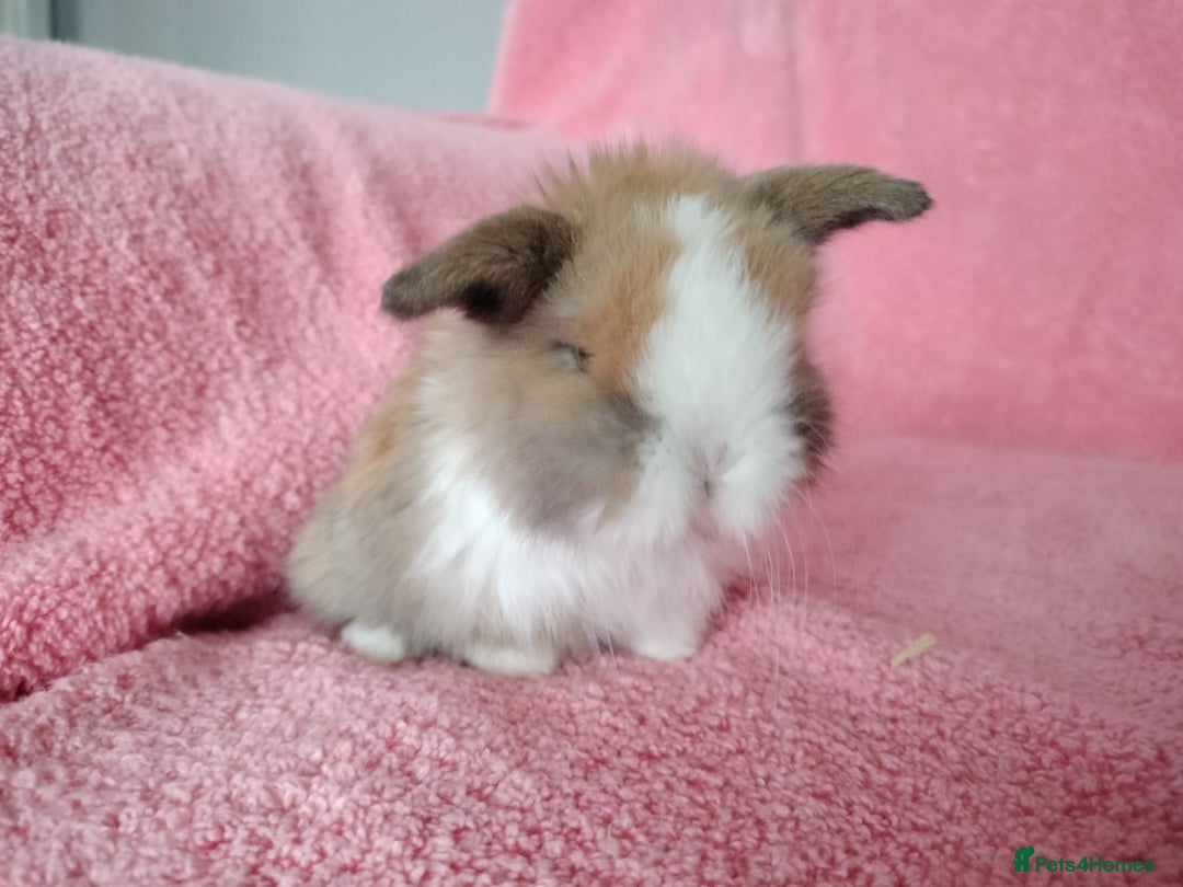 Mini Lop rabbits for sale: Baby mini lops for sale  - Advert 4