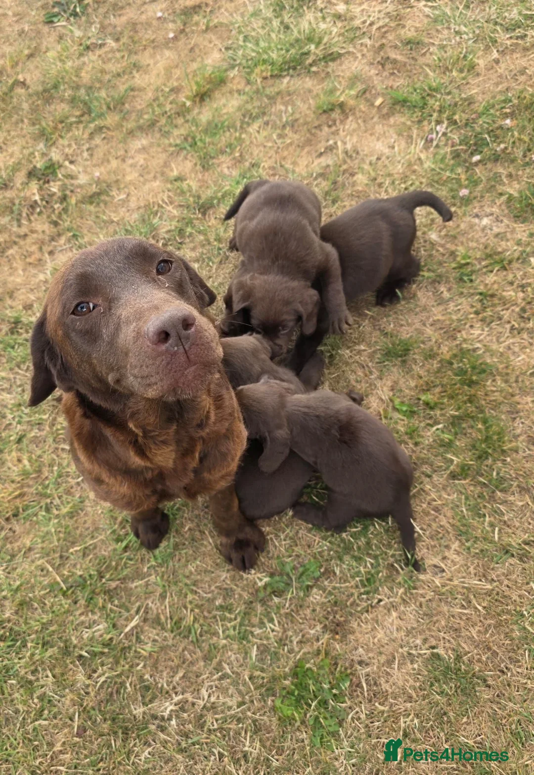 Cockerdor dogs for sale: Ready now chocolate cockerdors dna clear in Skegness - Advert 15