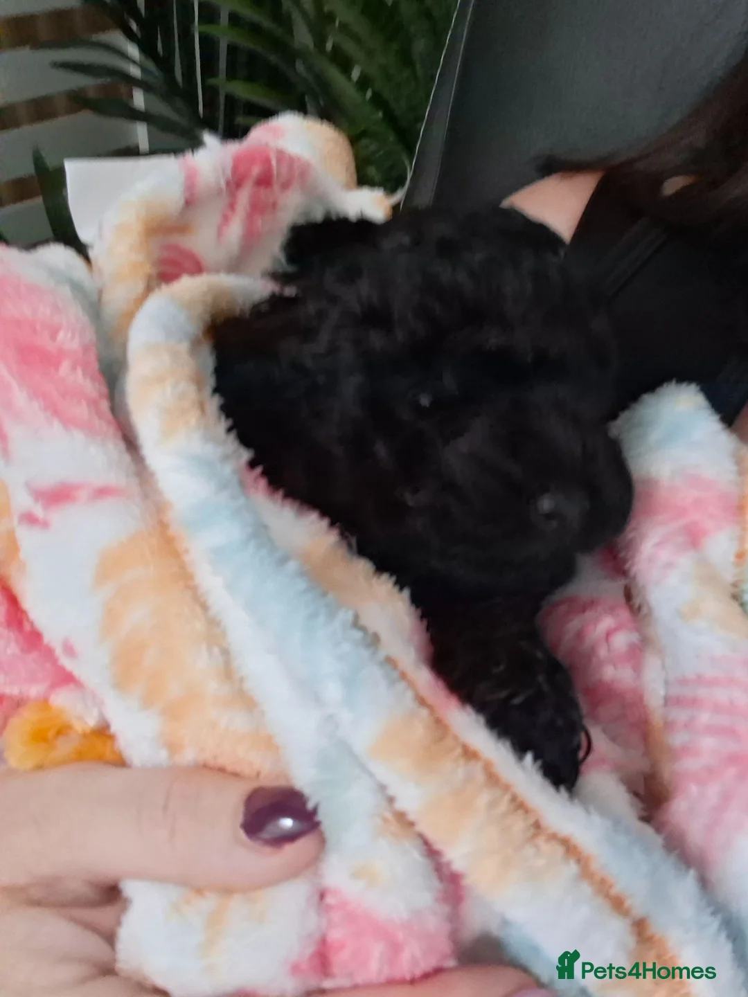 Miniature Poodle dogs for sale: Miniature poodle puppies  - Advert 6