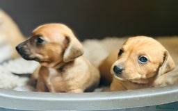 Mixed Breed dogs for sale: Sisters  - Image 5