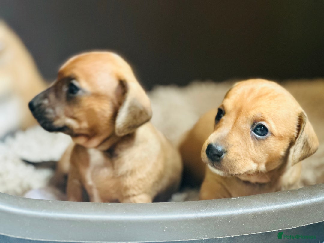 Mixed Breed dogs for sale: Sisters  - Image 5