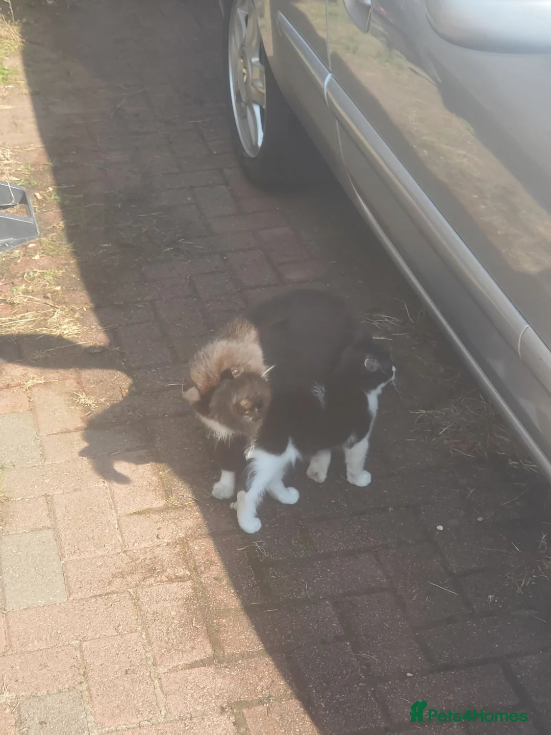 Mixed Breed cats for sale: 4 kitten ready for there forever homes - Advert 2