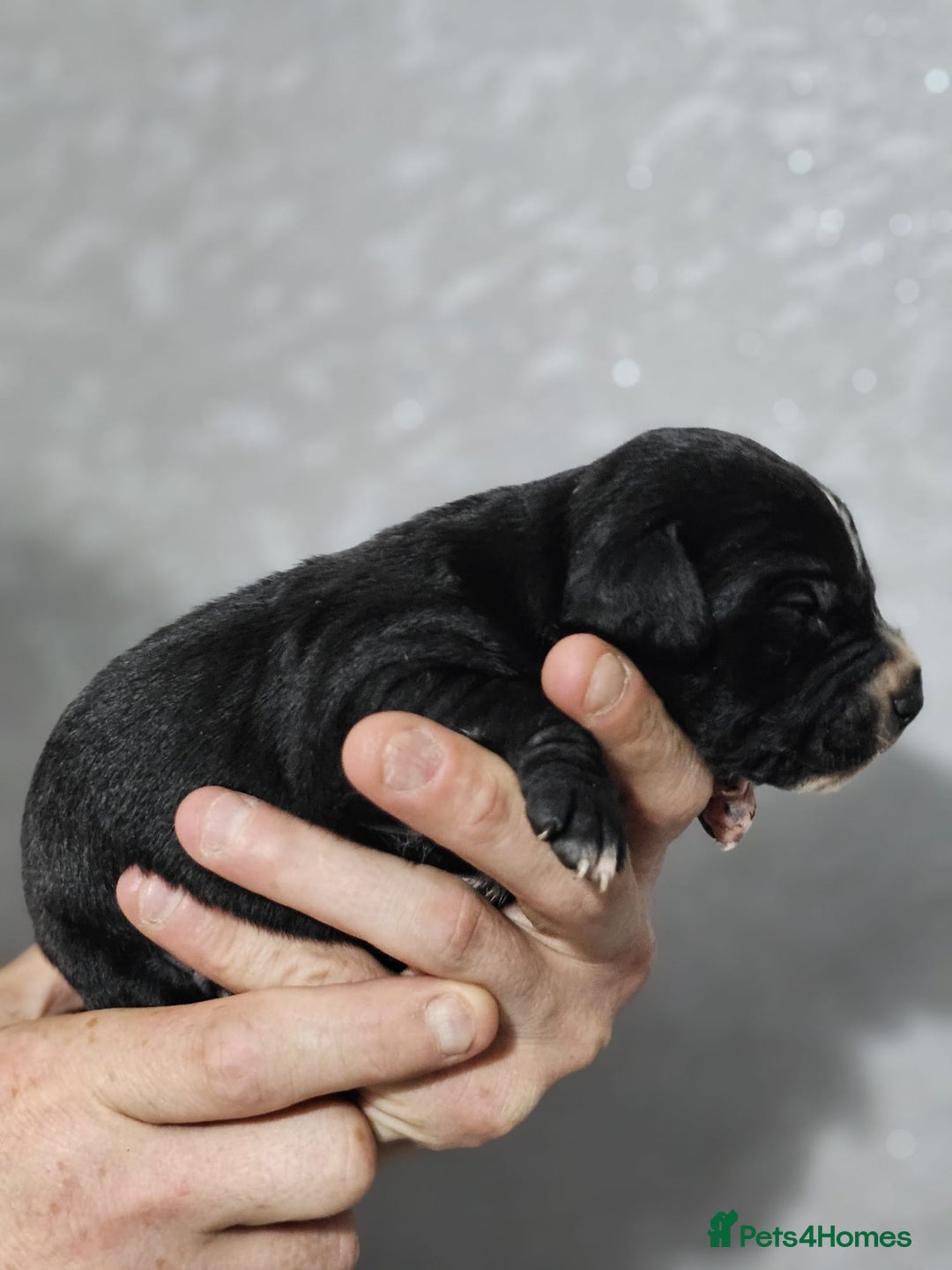 Mixed Breed dogs for sale: Cockapoo X puppies - Image 11