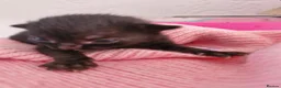 Mixed Breed cats for sale: Black cats  - Advert 4