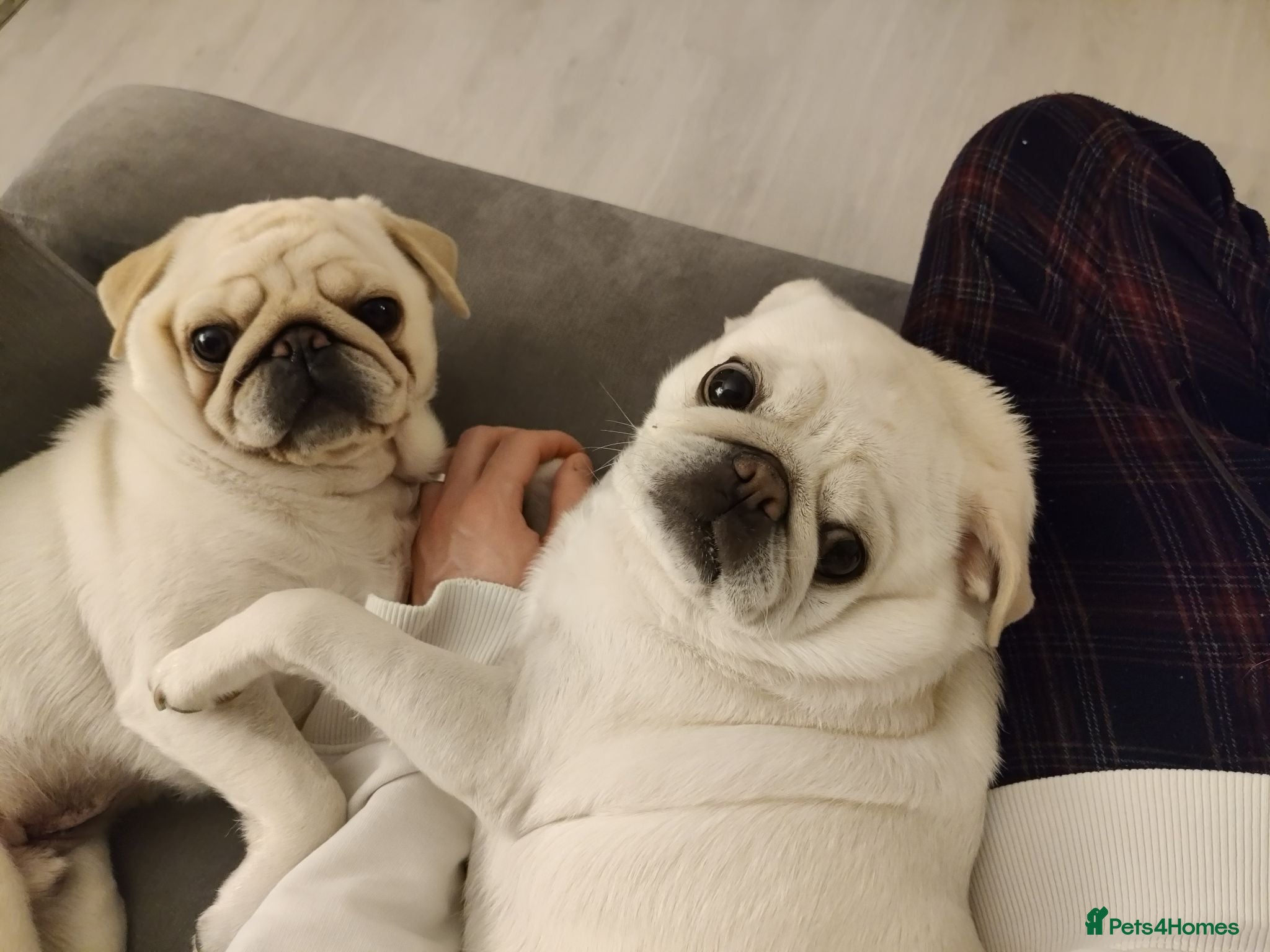 Pug dogs Mother & Son White Pug bundle of love! - Advert 3