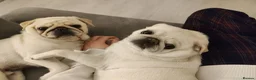 Pug dogs for sale: Mother & Son White Pug bundle of love! in Loughton - Advert 1