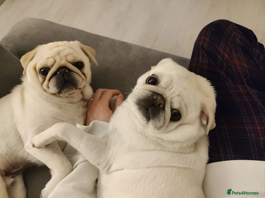 Pug dogs for sale: Mother & Son White Pug bundle of love! in Loughton - Advert 1