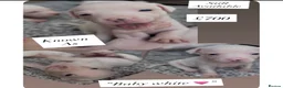Mixed Breed dogs for sale: Beautiful American Bully x Staffy Puppies - Advert 27