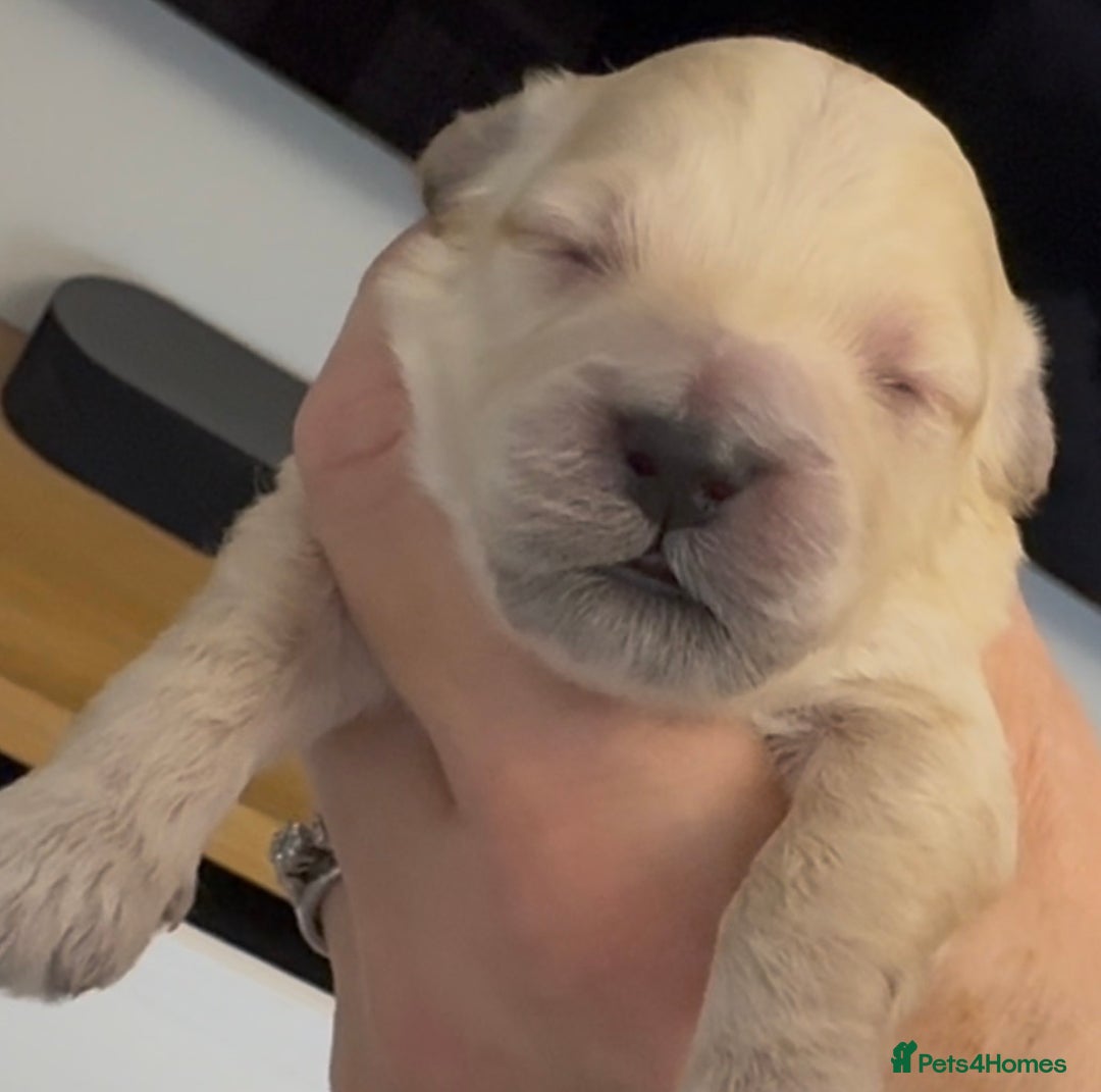 Cavapoo dogs for sale: Beautiful Cavapoo puppies from DNA tested lines  - Advert 3