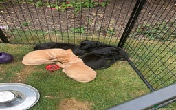 Labrador Retriever dogs for sale: Ready to leave! Beautiful KC Fox Red Labrador Girl - Image 20