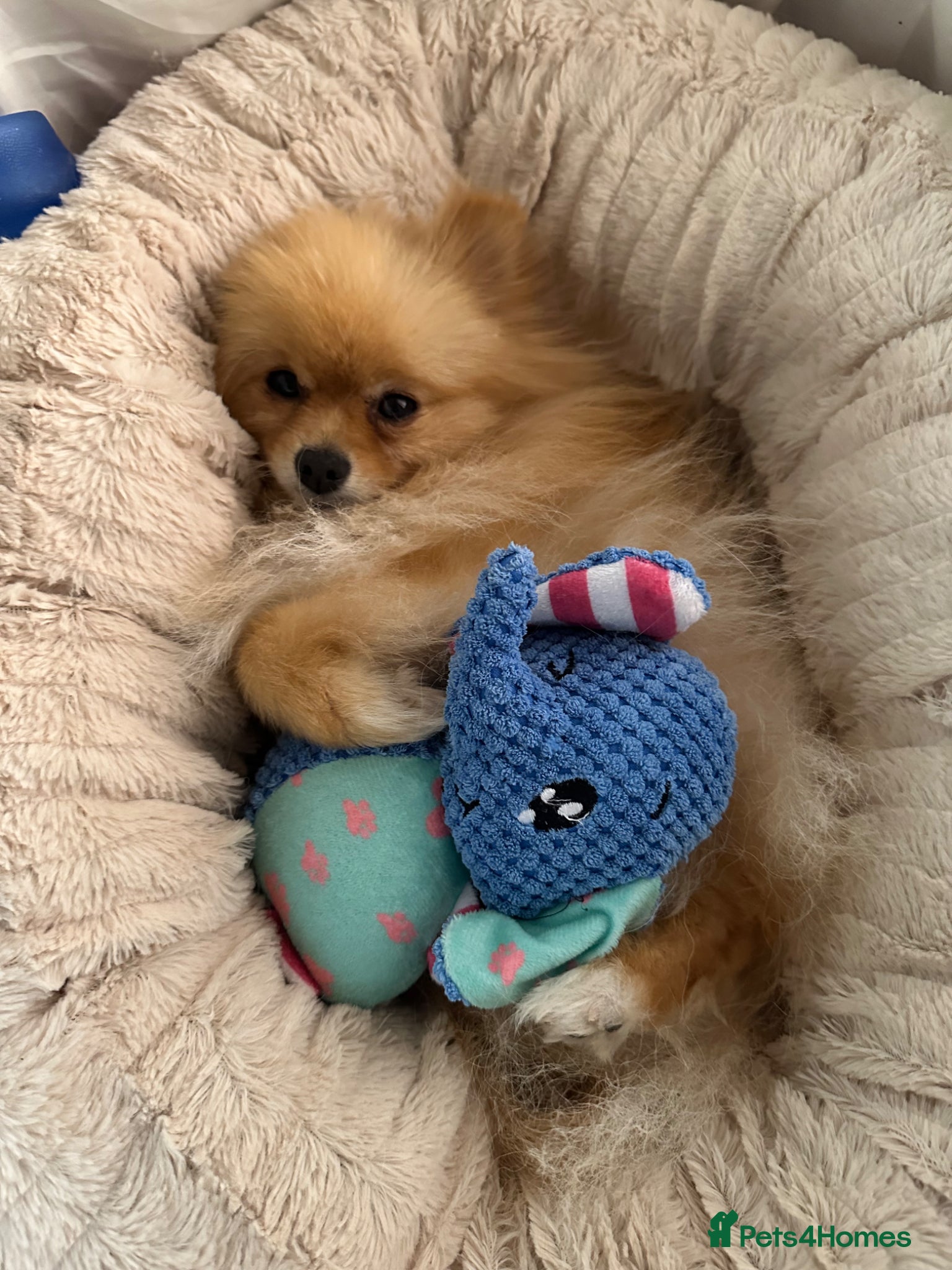 Pomeranian dogs Mrs Heather Small - Advert 10