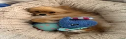 Pomeranian dogs for sale: Mrs Heather Small in Wantage - Advert 1